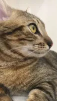 Kovu