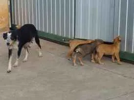 Cachorro ra a Indefinida idade 2 a 6 meses nome Sem nomes