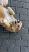 Raposo