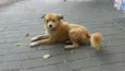 Raposo