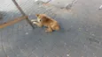 Raposo