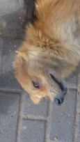 Raposo
