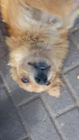 Raposo