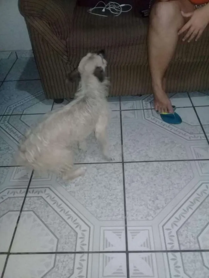 Cachorro ra a Nao sei... misturado  idade 2 anos nome Tyffany