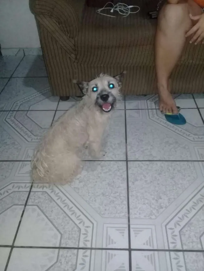 Cachorro ra a Nao sei... misturado  idade 2 anos nome Tyffany