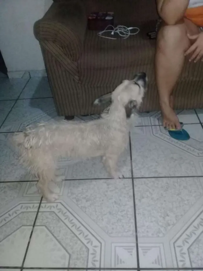 Cachorro ra a Nao sei... misturado  idade 2 anos nome Tyffany