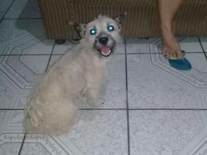 Cachorro ra a Nao sei... misturado  idade 2 anos nome Tyffany