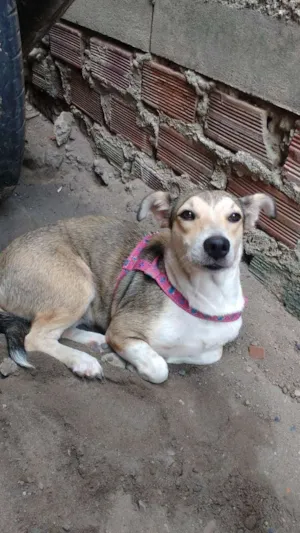 Cachorro raça vira lata idade 2 anos nome Lupita