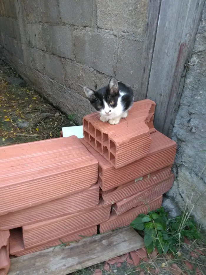 Gato ra a Srd idade 2 a 6 meses nome Frajolinha