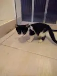 Frajolinha