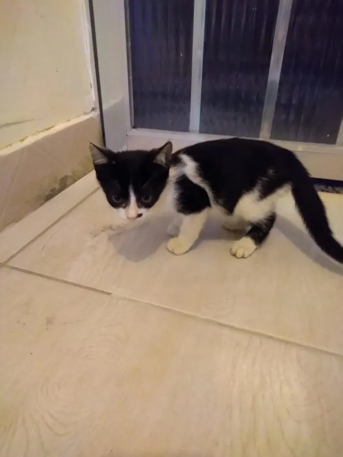 Gato ra a Srd idade 2 a 6 meses nome Frajolinha