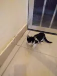 Frajolinha