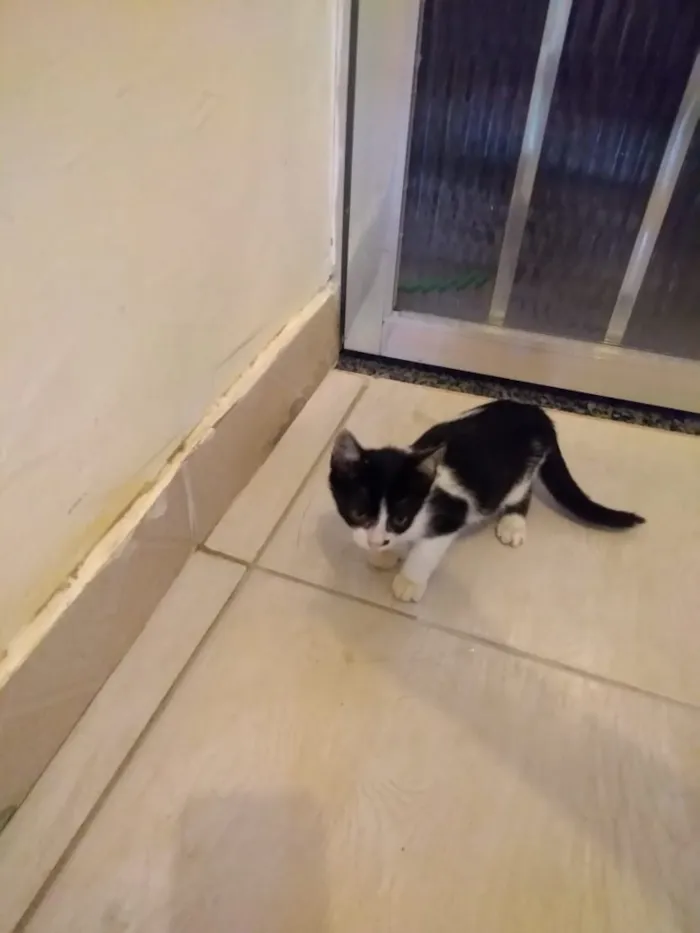 Gato ra a Srd idade 2 a 6 meses nome Frajolinha