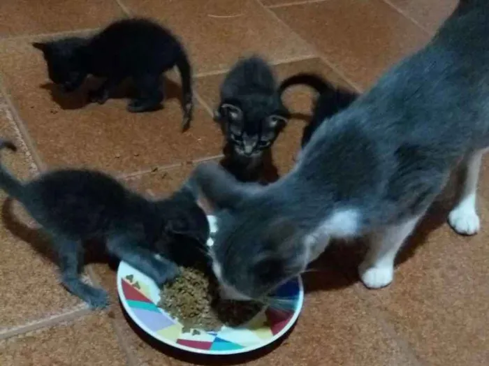 Gato ra a  idade Abaixo de 2 meses nome gataos