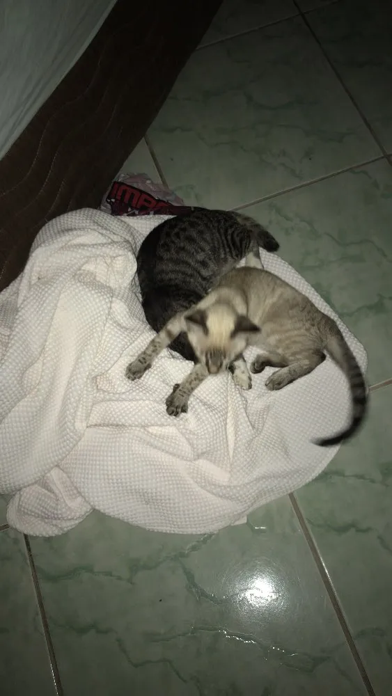 Gato raça Não sei  idade 2 a 6 meses nome Sem nome 