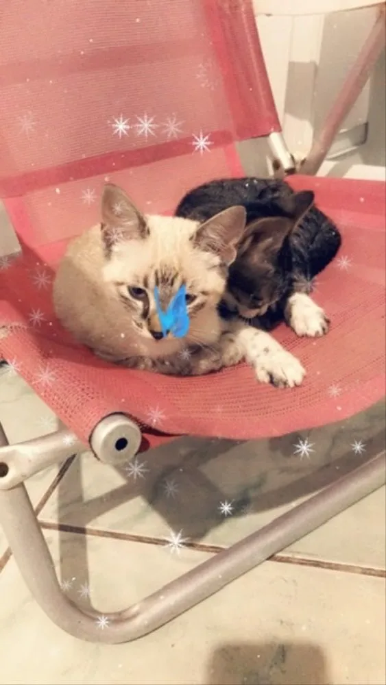 Gato raça Não sei  idade 2 a 6 meses nome Sem nome 