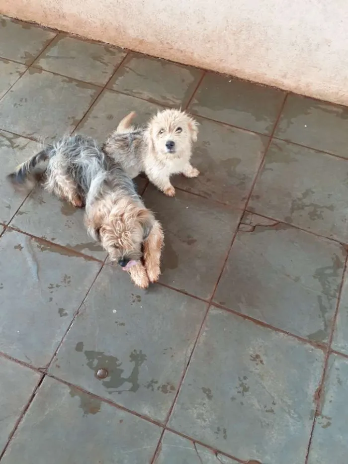 Cachorro ra a Indefinida idade 2 a 6 meses nome Branqinha