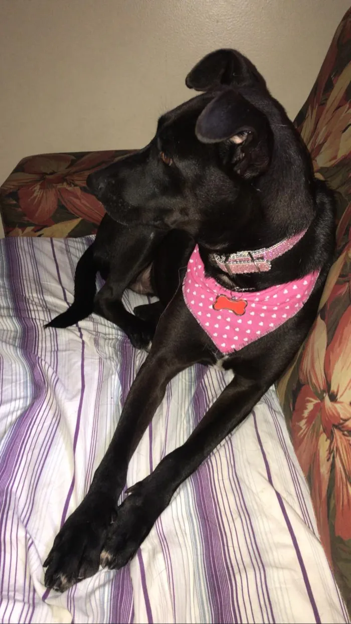Cachorro ra a SRD idade 2 anos nome Cindy