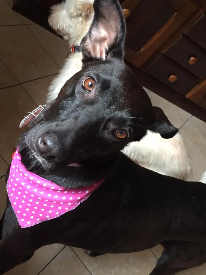Cachorro ra a SRD idade 2 anos nome Cindy