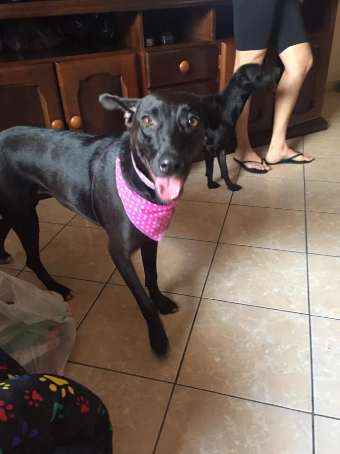 Cachorro ra a SRD idade 2 anos nome Cindy