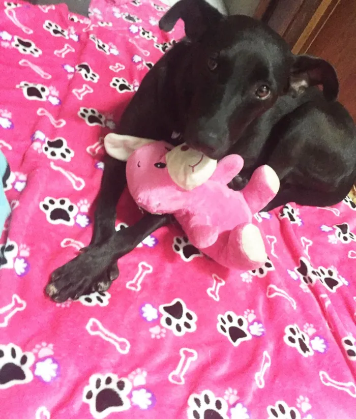 Cachorro ra a SRD idade 2 anos nome Cindy