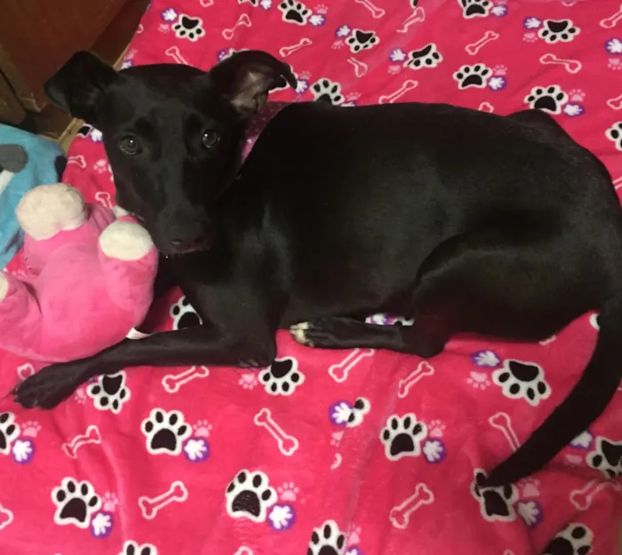 Cachorro ra a SRD idade 2 anos nome Cindy