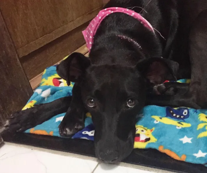 Cachorro ra a SRD idade 2 anos nome Cindy