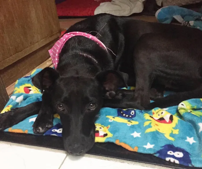 Cachorro ra a SRD idade 2 anos nome Cindy