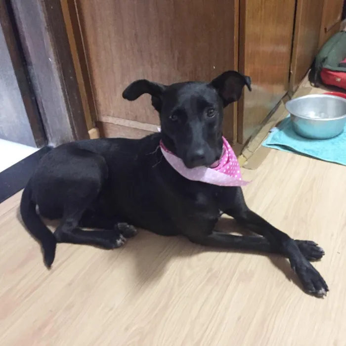 Cachorro ra a SRD idade 2 anos nome Cindy