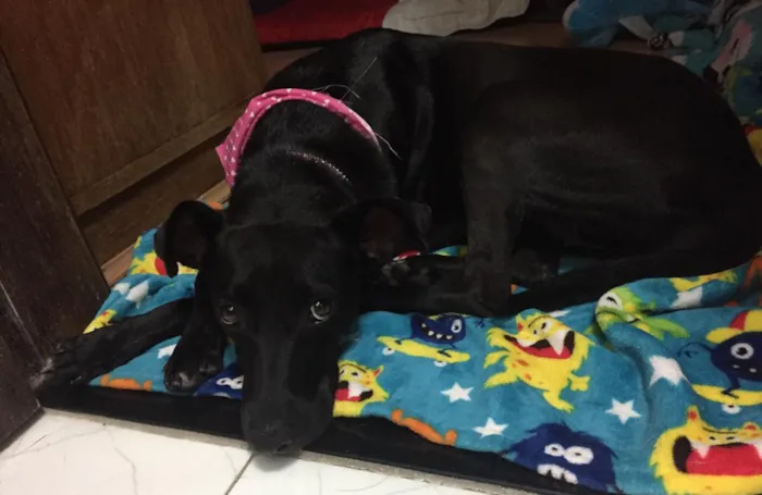 Cachorro ra a SRD idade 2 anos nome Cindy