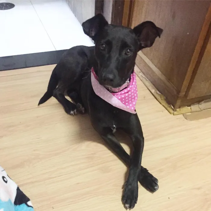 Cachorro ra a SRD idade 2 anos nome Cindy