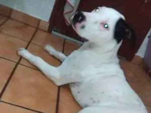 Cachorro raça Pitbull idade 7 a 11 meses nome Perseu