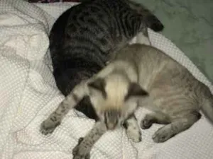 Gato raça Não sei  idade 2 a 6 meses nome Sem nome 