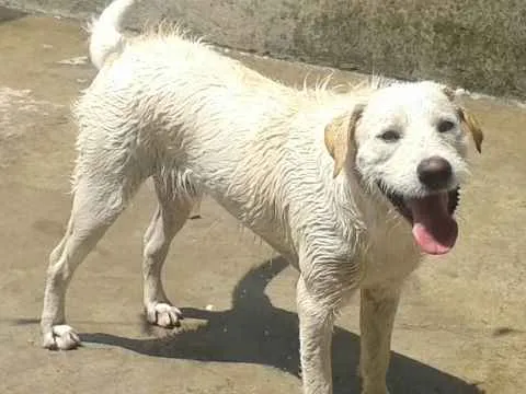 Cachorro ra a Labrador com vira-lata  idade 3 anos nome Zayn