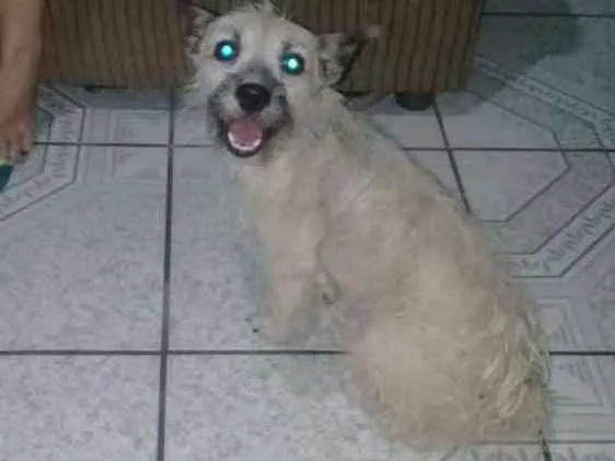 Cachorro ra a Nao sei... misturado  idade 2 anos nome Tyffany