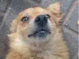 Raposo