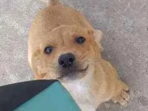 Cachorro ra a Indefinida idade 2 a 6 meses nome Sem nomes