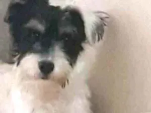 Cachorro raça SRD MIX MALTES COM POODLE idade 2 anos nome RAFINHA