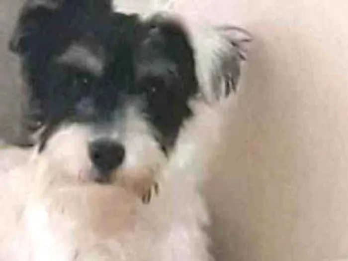 Cachorro ra a SRD MIX MALTES COM POODLE idade 2 anos nome RAFINHA