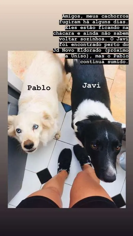 Cachorro ra a Vira Lata idade 4 anos nome Pablo