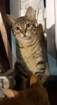 Simba e Pumba