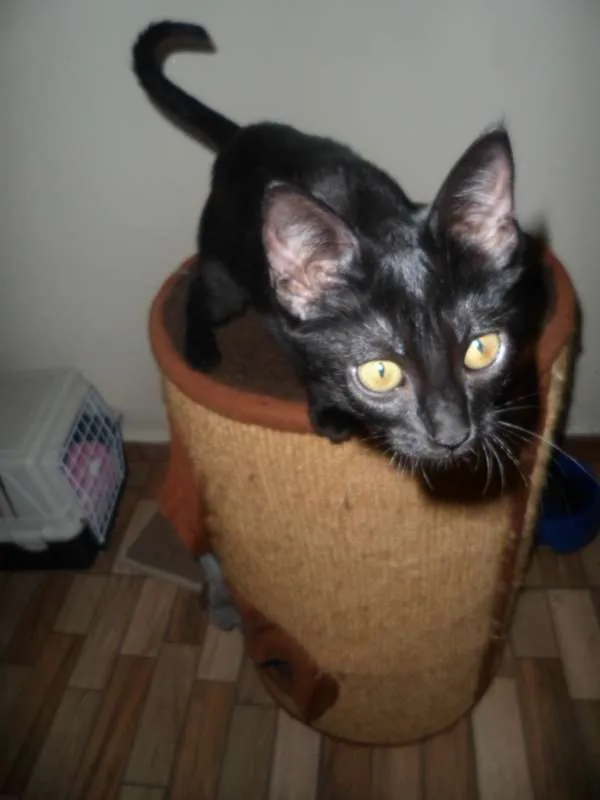 Gato ra a SRD idade 2 a 6 meses nome Isis