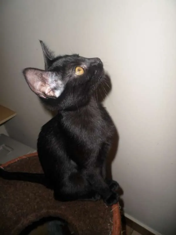 Gato ra a SRD idade 2 a 6 meses nome Isis