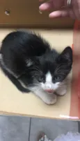 Gato