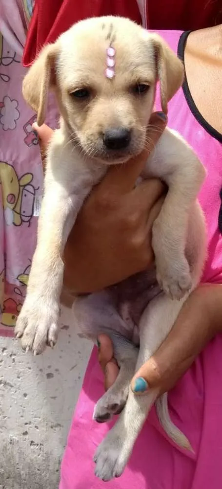 Cachorro raça Vira lata idade Abaixo de 2 meses nome Julia