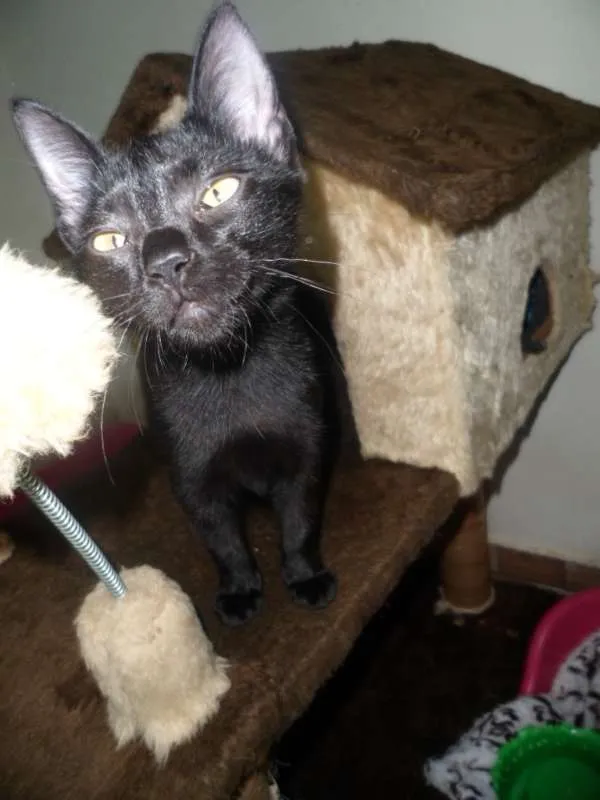Gato ra a srd idade 2 a 6 meses nome Ivy