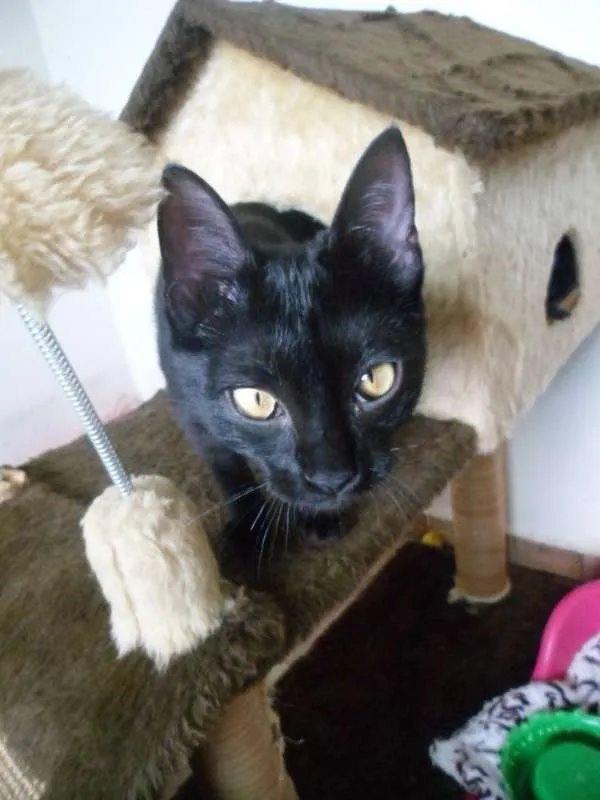 Gato ra a srd idade 2 a 6 meses nome Ivy