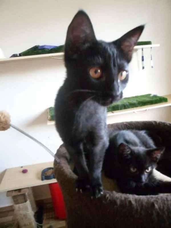 Gato ra a srd idade 2 a 6 meses nome Ivy