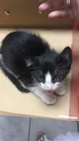 Gato