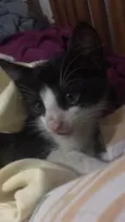 Gato